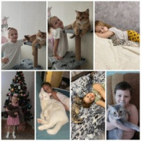 День кошек День кошек.